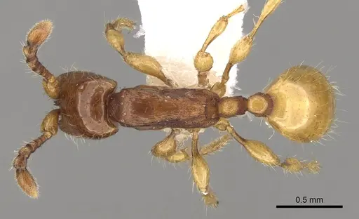Aenictus glabratus specimen CASENT0281953 image casent0281953_1