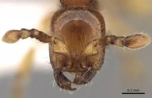 Aenictus glabratus specimen CASENT0281953 image casent0281953_2