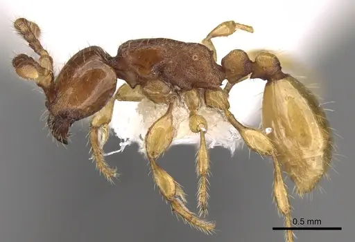 Aenictus glabratus specimen CASENT0281953 image casent0281953_3