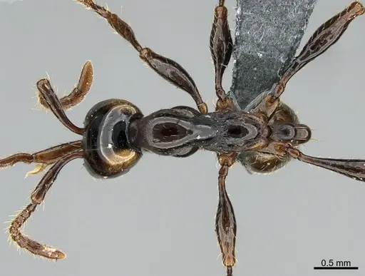 Aenictus glabrinotum specimen CASENT0702956 image casent0702956_1
