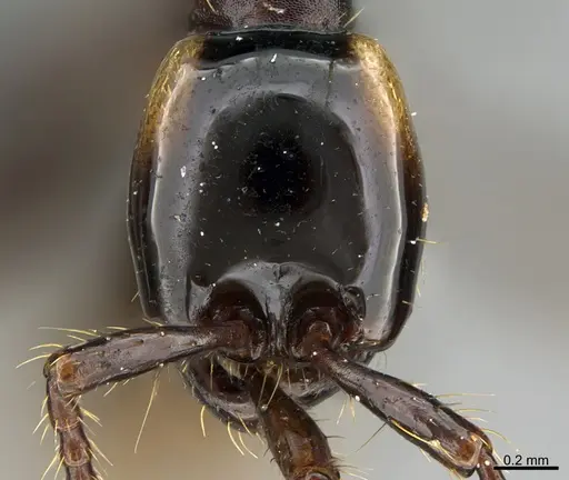 Aenictus glabrinotum specimen CASENT0702956 image casent0702956_2