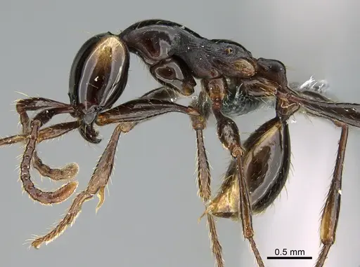 Aenictus glabrinotum specimen CASENT0702956 image casent0702956_3