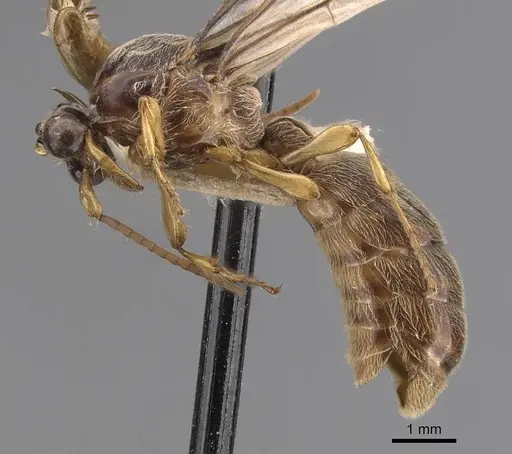 Aenictus gleadowii specimen CASENT0907004 image casent0907004_3