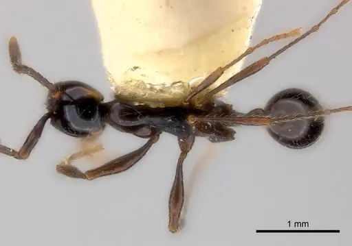 Aenictus gracilis specimen CASENT0217376 image casent0217376_1
