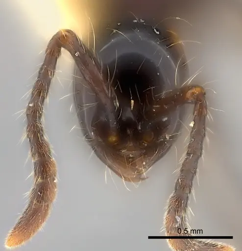 Aenictus gracilis specimen CASENT0217376 image casent0217376_2