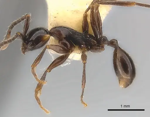 Aenictus gracilis specimen CASENT0217376 image casent0217376_3