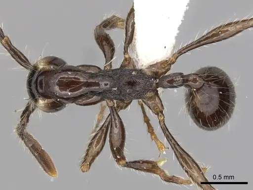 Aenictus gracilis specimen CASENT0249275 image casent0249275_1