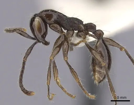 Aenictus gracilis specimen CASENT0249275 image casent0249275_3