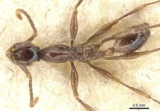 Aenictus gracilis specimen CASENT0903747 image casent0903747_1