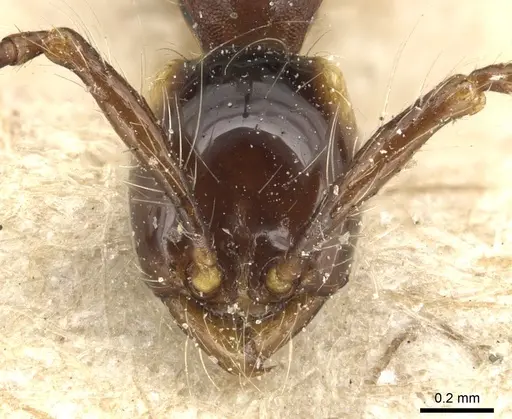 Aenictus gracilis specimen CASENT0903747 image casent0903747_2