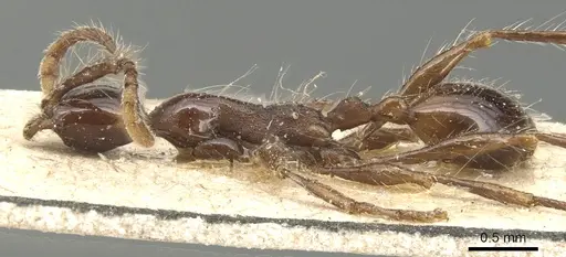 Aenictus gracilis specimen CASENT0903747 image casent0903747_3