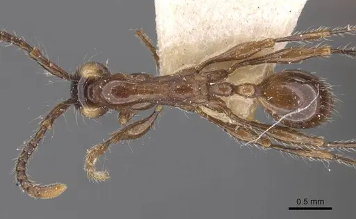 Aenictus gracilis specimen CASENT0907013 image casent0907013_1