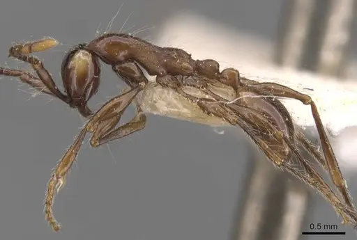 Aenictus gracilis specimen CASENT0907013 image casent0907013_3