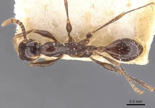Aenictus gracilis specimen CASENT0907014 image casent0907014_1