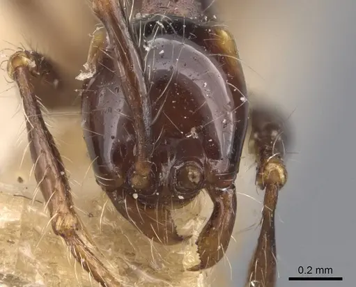 Aenictus gracilis specimen CASENT0907014 image casent0907014_2