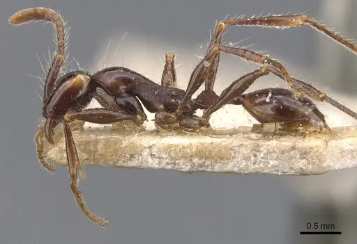 Aenictus gracilis specimen CASENT0907014 image casent0907014_3