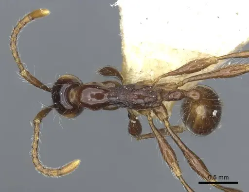 Aenictus gracilis specimen CASENT0916860 image casent0916860_1