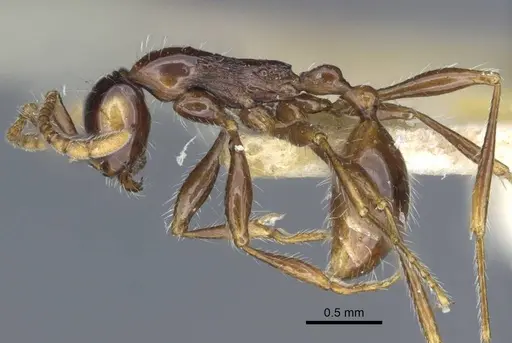 Aenictus gracilis specimen CASENT0916860 image casent0916860_3