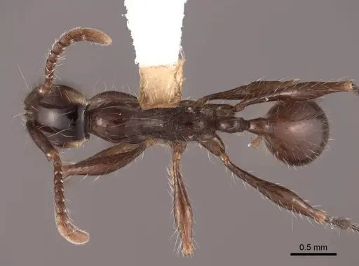 Aenictus gracilis specimen FMNHINS0000045003 image fmnhins0000045003_1