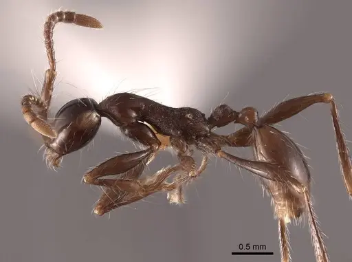 Aenictus gracilis specimen FMNHINS0000045003 image fmnhins0000045003_3