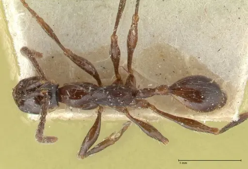 Aenictus gracilis specimen FOCOL1143 image focol1143_1