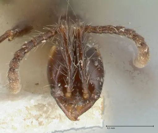 Aenictus gracilis specimen FOCOL1143 image focol1143_2