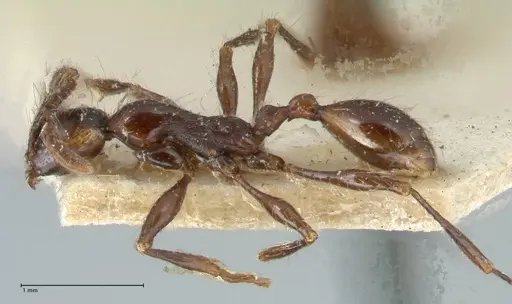 Aenictus gracilis specimen FOCOL1143 image focol1143_3