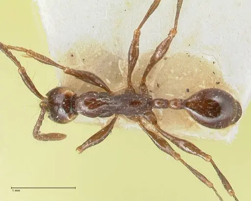 Aenictus gracilis specimen FOCOL1144 image focol1144_1