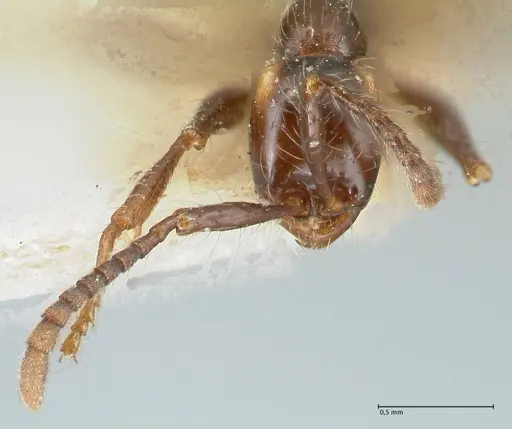 Aenictus gracilis specimen FOCOL1144 image focol1144_2