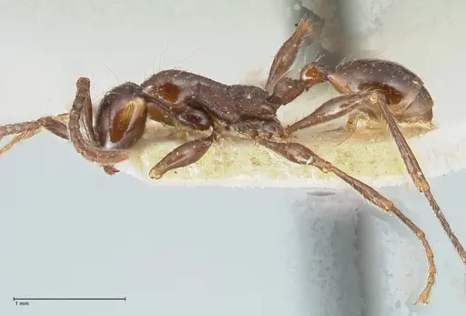 Aenictus gracilis specimen FOCOL1144 image focol1144_3