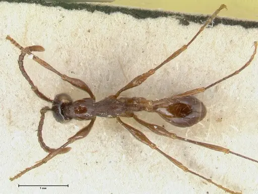 Aenictus gracilis specimen FOCOL1147 image focol1147_1