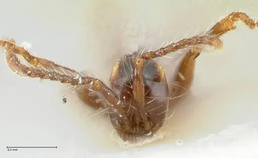 Aenictus gracilis specimen FOCOL1147 image focol1147_2