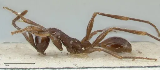 Aenictus gracilis specimen FOCOL1147 image focol1147_3