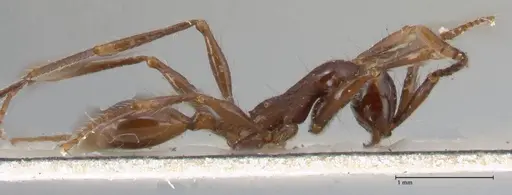 Aenictus gracilis specimen FOCOL1147 image focol1147_4
