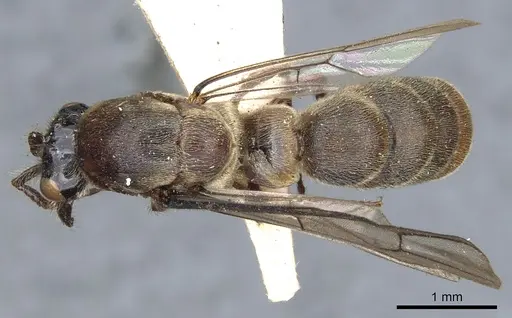 Aenictus grandis specimen CASENT0902692 image casent0902692_1