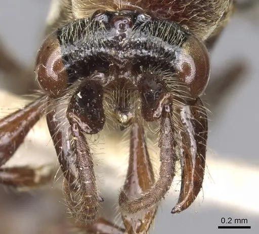 Aenictus grandis specimen CASENT0902692 image casent0902692_2