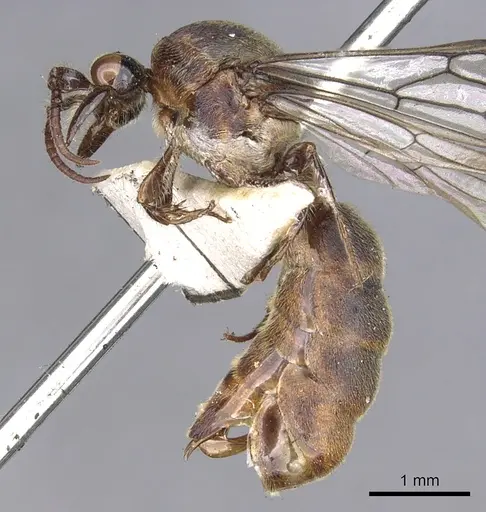 Aenictus grandis specimen CASENT0902692 image casent0902692_3