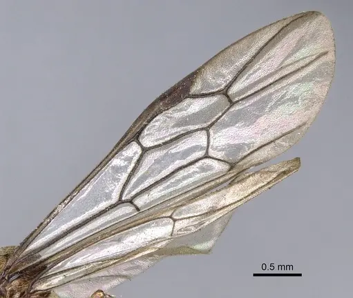 Aenictus grandis specimen CASENT0902692 image casent0902692_4