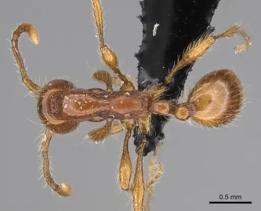 Aenictus guineensis specimen CASENT0876634 image casent0876634_1