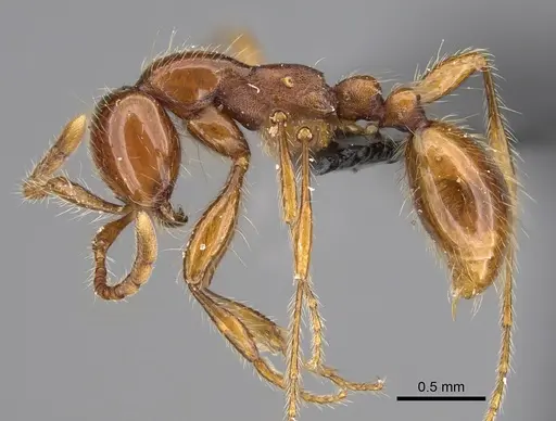 Aenictus guineensis specimen CASENT0876634 image casent0876634_4