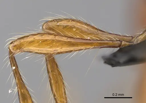 Aenictus guineensis specimen CASENT0876634 image casent0876634_5