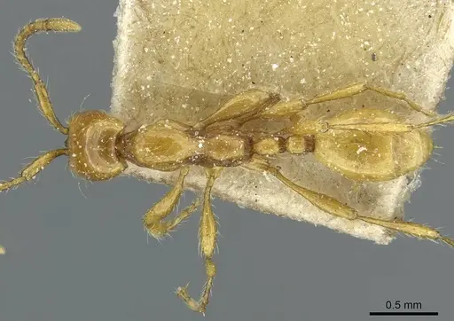 Aenictus guineensis specimen CASENT0911438 image casent0911438_1