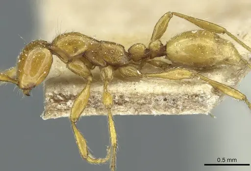 Aenictus guineensis specimen CASENT0911438 image casent0911438_3