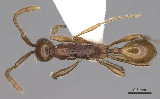 Aenictus gutianshanensis specimen CASENT0914332 image casent0914332_1