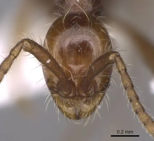 Aenictus gutianshanensis specimen CASENT0914332 image casent0914332_2