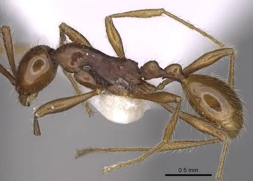 Aenictus gutianshanensis specimen CASENT0914332 image casent0914332_3