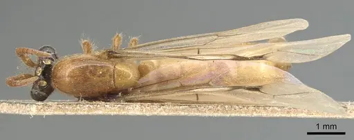 Aenictus hamifer specimen CASENT0903756 image casent0903756_1