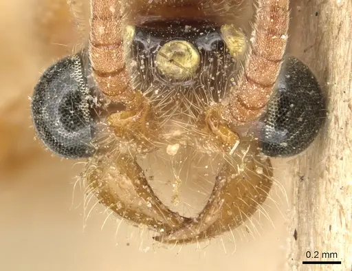 Aenictus hamifer specimen CASENT0903756 image casent0903756_2