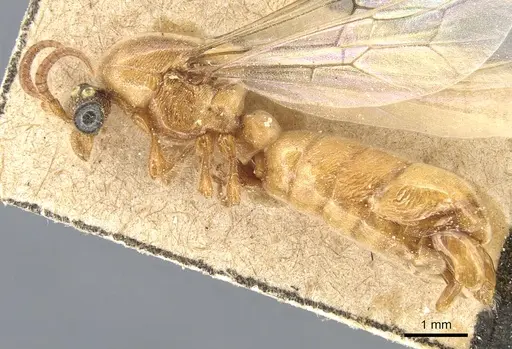 Aenictus hamifer specimen CASENT0903756 image casent0903756_3