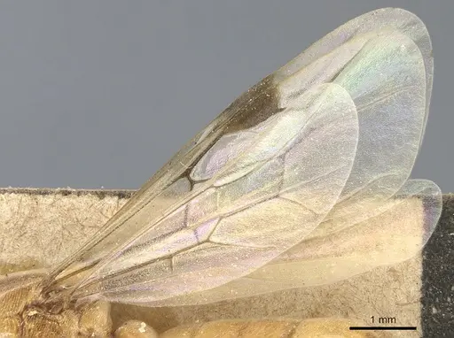Aenictus hamifer specimen CASENT0903756 image casent0903756_4